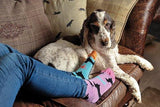 United Oddsocks Womens Hotdog Size 4 - 8 UK - Madisons and Co